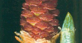 Θηλυκό άνθος ελάτης