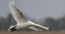 Mute swan flying