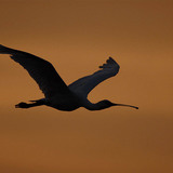 Eurasian spoonbill in flight