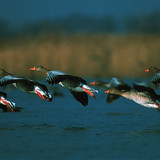Greylag geese flying