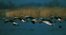 Greylag geese flying