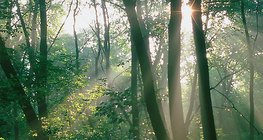 Λιακάδα στο δάσος