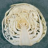 The head of the cabbage in longitudinal section