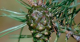 κώνος κωνοφόρου