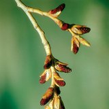 Αρσενικό άνθος μαύρης λεύκης