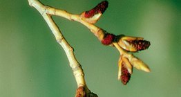 Αρσενικό άνθος μαύρης λεύκης