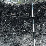 Cross-section of rendzina soil layer