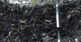 Cross-section of rendzina soil layer