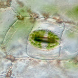 Φυτικό στόμιο