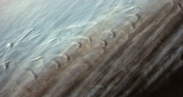 Λεπτή δομή φτερού πουλιού με αλληλένδετα μυστάκια