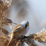 Bearded tit