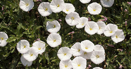 Field bindweed