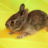 Small rabbit