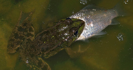 Frog eating a fish