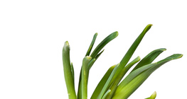 κόκκινο κρεμμύδι