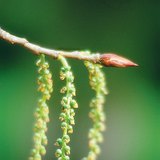 Θηλυκό άνθος μαύρης λεύκης