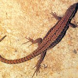 Common wall lizard