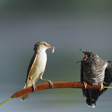 Great reed warbler feeding Common cuckoo chick