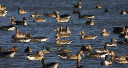 Greylag geese and mallards