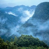 Rainforest in Central America