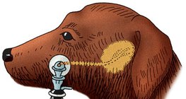 Measuring the rate of a dog's saliva secretion