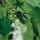 Καρποί μαύρης λεύκης