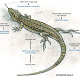 Mi segíti a fali gyíkot tápláléka felfedezésében és megszerzésében?