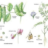 A borsó és a lencse felépítése