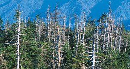 Destruction caused by acid rain