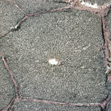 Τομή ενός ήπατος χοιρινού