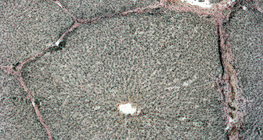 Τομή ενός ήπατος χοιρινού