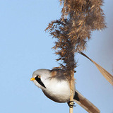 Bearded tit