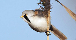 Bearded tit