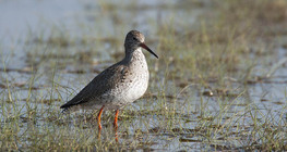 Common redshank
