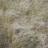 Needle grass