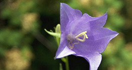 Καμπανούλα