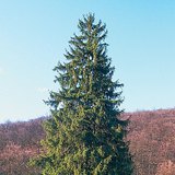 Ερυθρελάτη