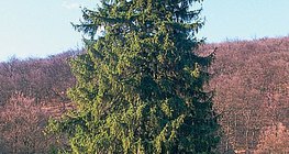 Ερυθρελάτη