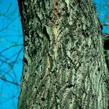 Κορμός ιτιάς