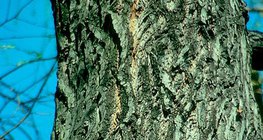 Κορμός ιτιάς