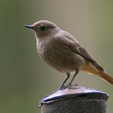 Black redstart (female)