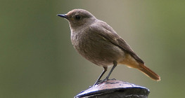 Black redstart (female)