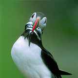 Puffin with fish in its beak