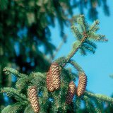 Ερυθρελάτη