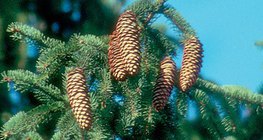 Ερυθρελάτη