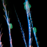 Τρίχες χιτίνης μιας μέλισσας με γύρη