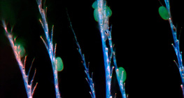 Τρίχες χιτίνης μιας μέλισσας με γύρη