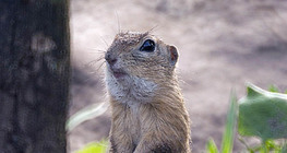 European ground squirrel