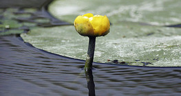 Water-lily