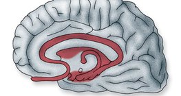 The location of the limbic system in the brain
